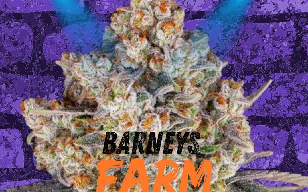 Barney’s Farm Seeds 🌱 Dampf mit Stil | Cannabissamen Stuttgart & Waiblingen