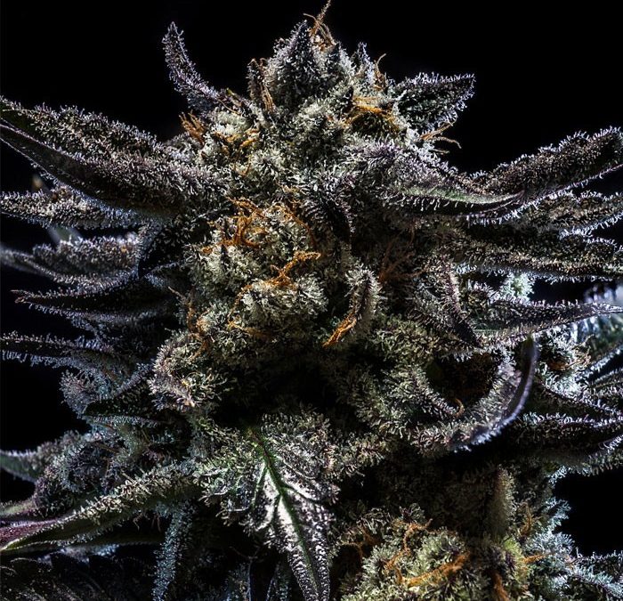 Cannabis Samen bei Dampf mit Stil: Ihr außergewöhnlicher Händler für auserwählte Genetiken 🌱💨